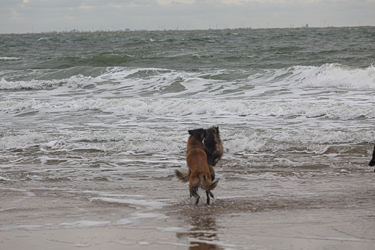 Wandeling Zoutelanden